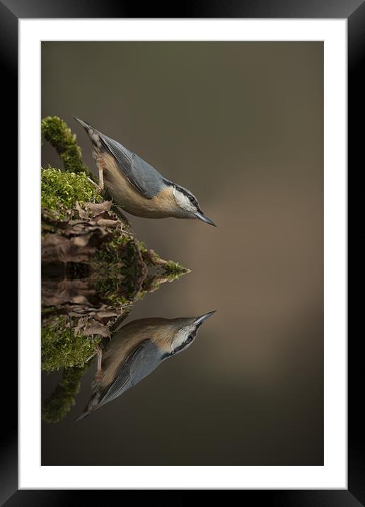 Nuthatch Reflection Framed Mounted Print by Natures' Canvas: Wall Art  & Prints by Andy Astbury