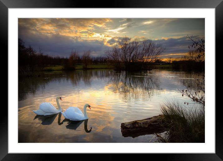 'Sunset Serenade: Swans on Lake' Framed Mounted Print by David Tyrer
