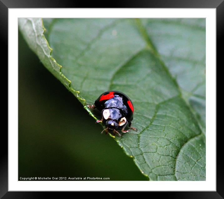 Black and Red Ladybird Framed Mounted Print by Michelle Orai
