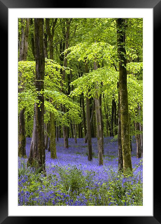 Bluebells at Hooke, Dorset Framed Mounted Print by Colin Tracy
