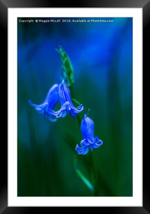 Bluebell Close-up Framed Mounted Print by Maggie McCall
