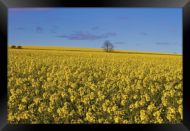 Yellow as far as the eye can see Framed Print by Jim Jones