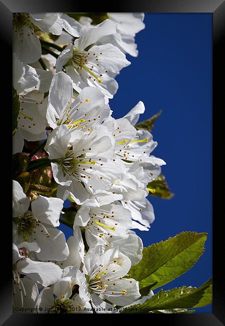 Cherry blossom and blue sky Framed Print by Jim Jones