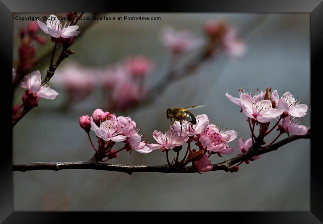 Bee, blossom and promise of spring Framed Print by Jim Jones
