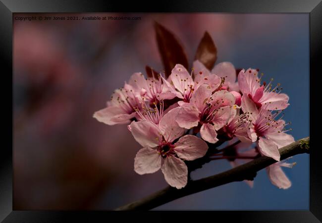 Cherry Blossom in springtime Framed Print by Jim Jones