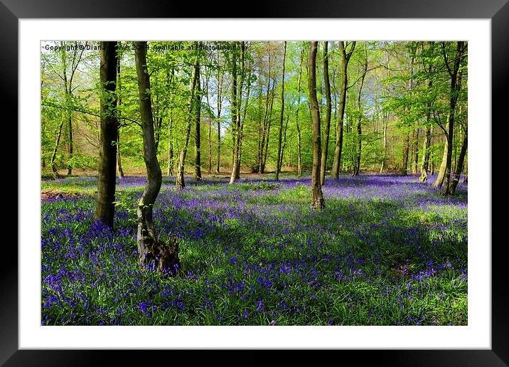 Bluebell  Wood  Framed Mounted Print by Diana Mower