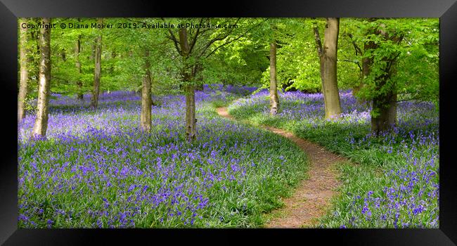 English Bluebell Wood Framed Print by Diana Mower