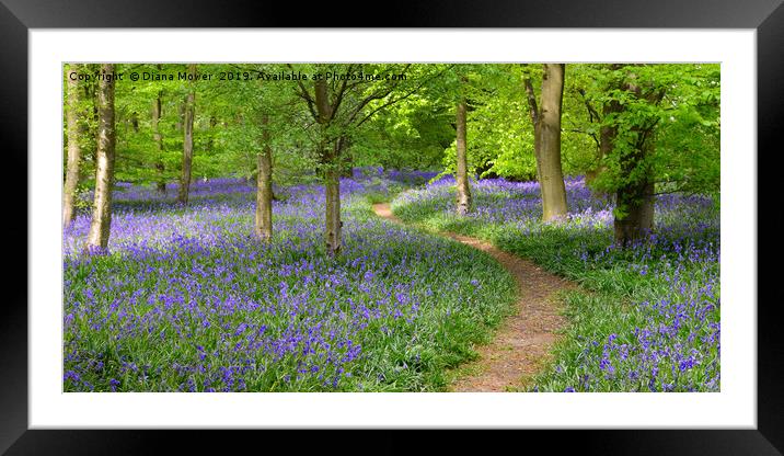 English Bluebell Wood Framed Mounted Print by Diana Mower