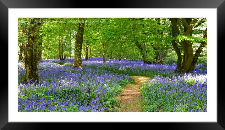 English Bluebell Wood  Framed Mounted Print by Diana Mower