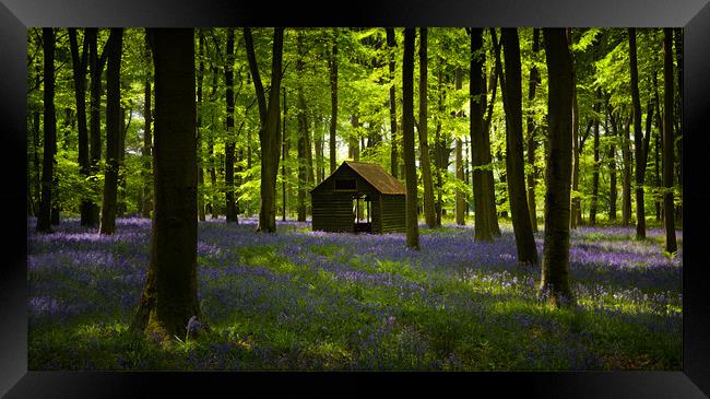 Bluebell Wood in the spring, Hampshire, England Framed Print by Ashley Chaplin