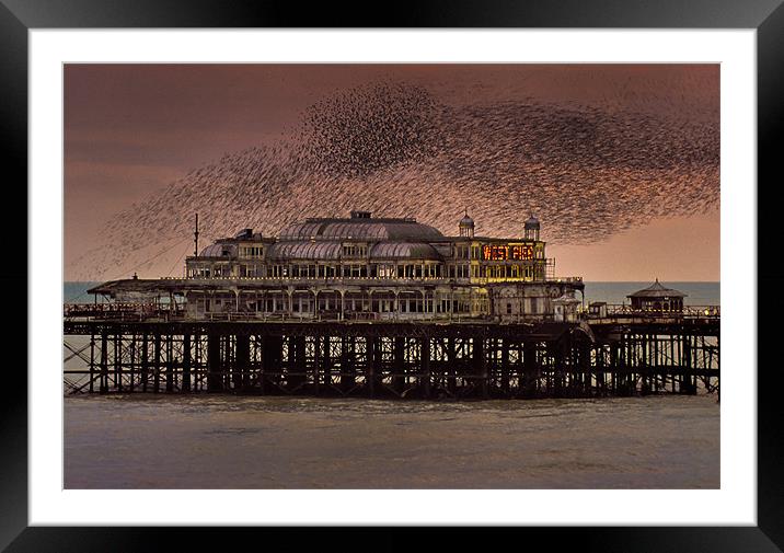 West Pier Starlings, Brighton Framed Mounted Print by Ashley Chaplin