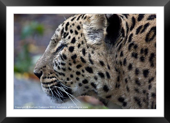 Persian Leopard Framed Mounted Print by Graham Custance