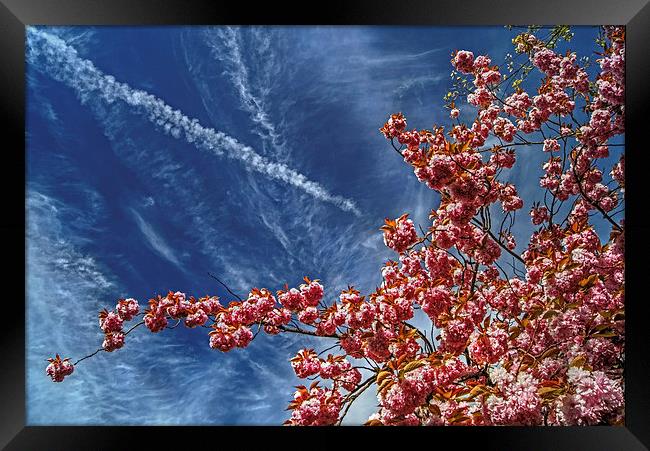 Cherry Blossum Sky  Framed Print by Darren Galpin