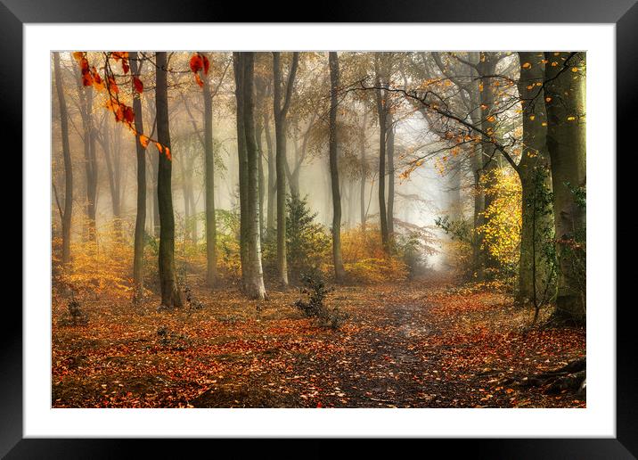 Woodland Colour Framed Mounted Print by Darren Ball