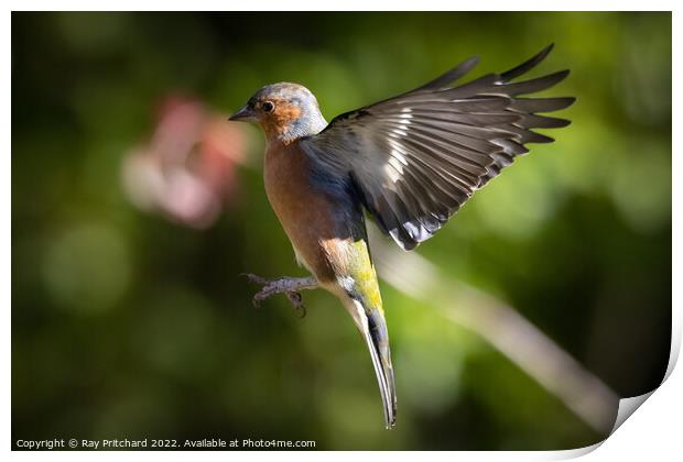 Chaffinch in Flight  Print by Ray Pritchard