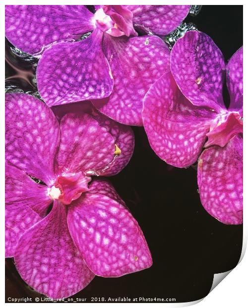 Pink Orchids Print by  