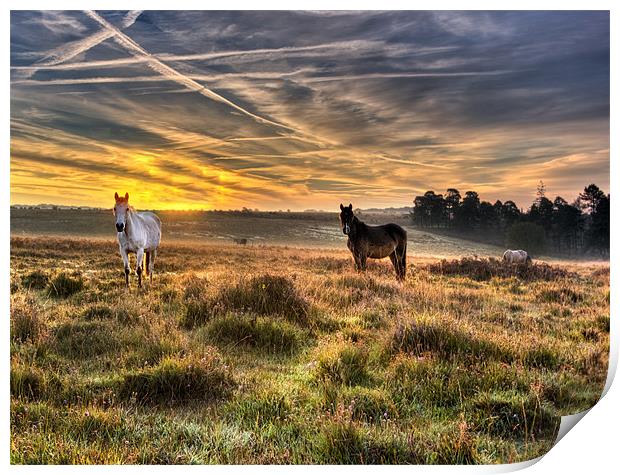 Early Morning Horses Print by Jennie Franklin