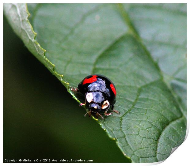 Black and Red Ladybird Print by Michelle Orai